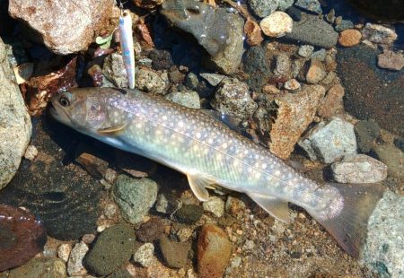 真夏の山でイワナ釣り ～九頭竜川水系～